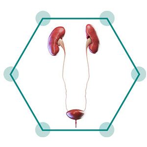 Kidney