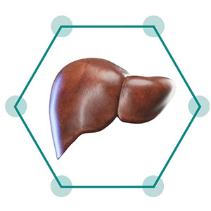 Liver
