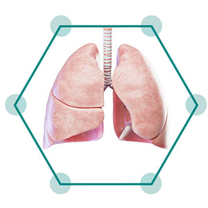 Lung
