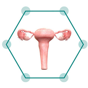 Uterus